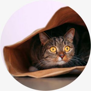 Voordelen cbd katten - minder angst en stress